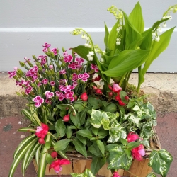Jardin parfumé - Varié
